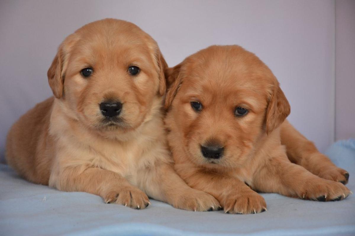 Élevage familial de chiots LOF