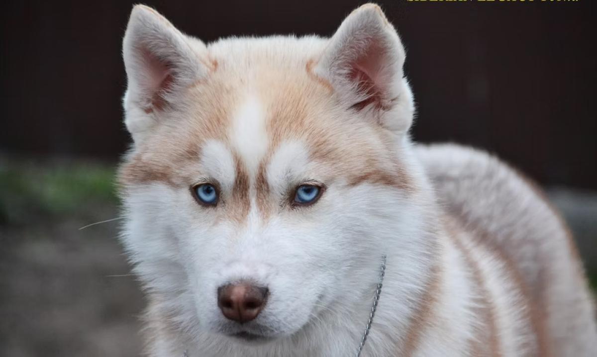 Conseils personnalisés à l’adoption