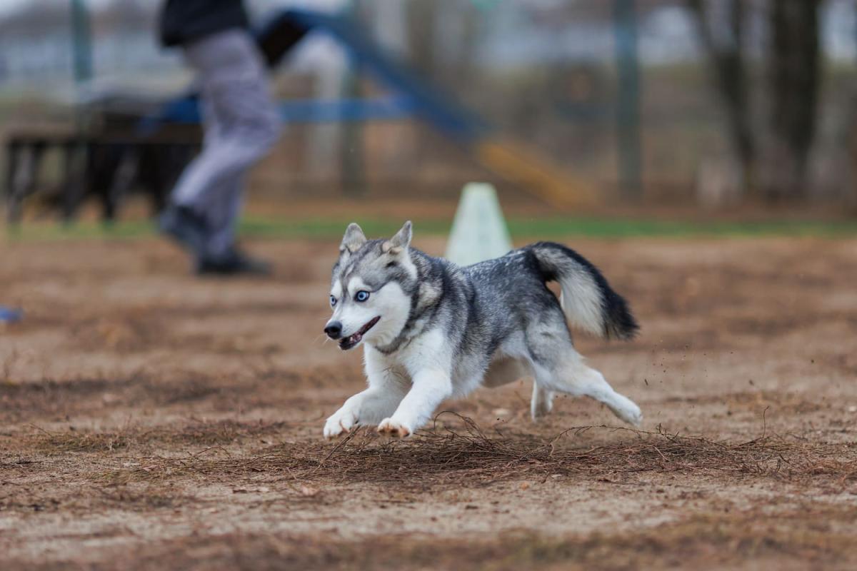 Adoption de chiens retraités (accompagnement)